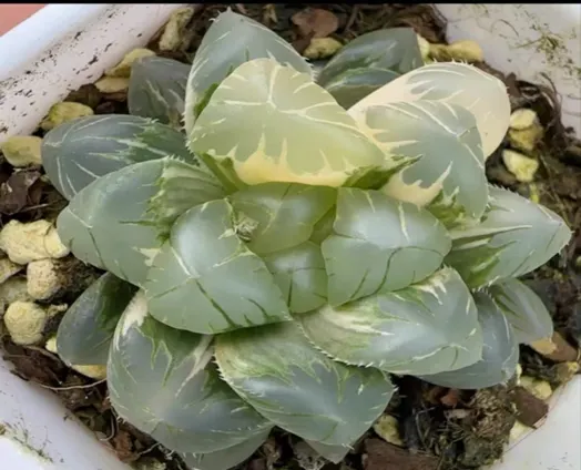 plant Aeonium Echeveria Haworthia  Caudex  Lithops Cactus  Agave 