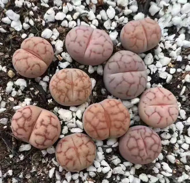 plant Aeonium Echeveria Haworthia  Caudex  Lithops Cactus  Agave 