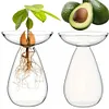 Avocado Seed Starter Vase Transparent Glass Avocado Tree Flower Vase for Balcony