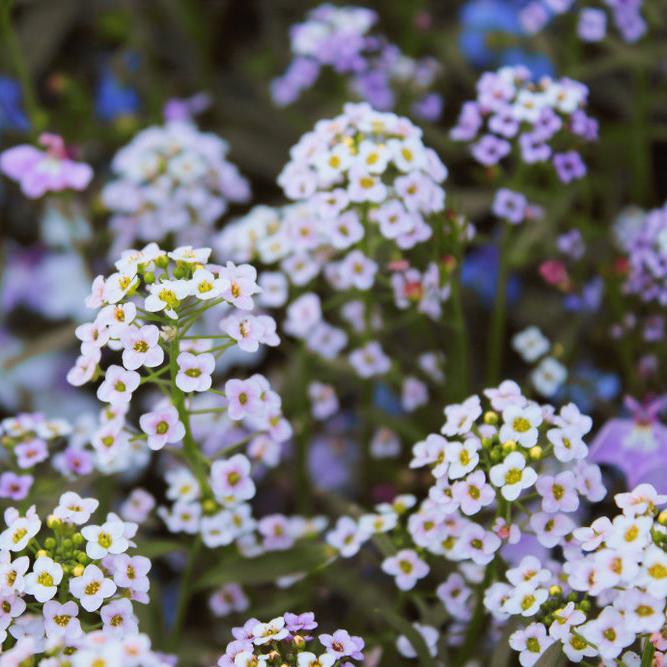 Alyssum Magic Circles Mixed Flower | X 200 Seeds