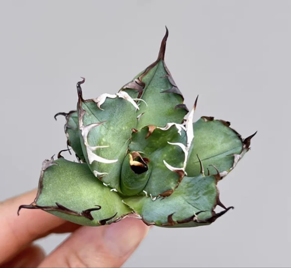 plant Aeonium Echeveria Haworthia  Caudex  Lithops Cactus  Agave 