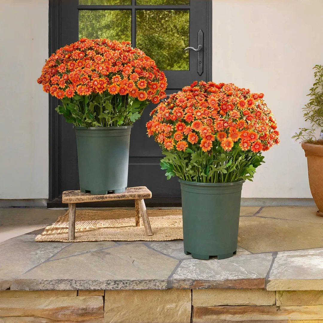 🏆Flash Sale⚡Artificial Outdoor Sunset Mums Flowers - UV resistant. Waterproof. Windproof