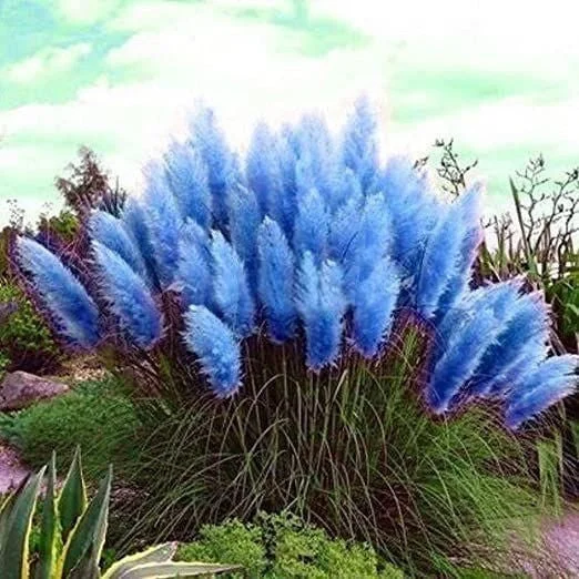 Pampas Grass Magic Garden Seeds