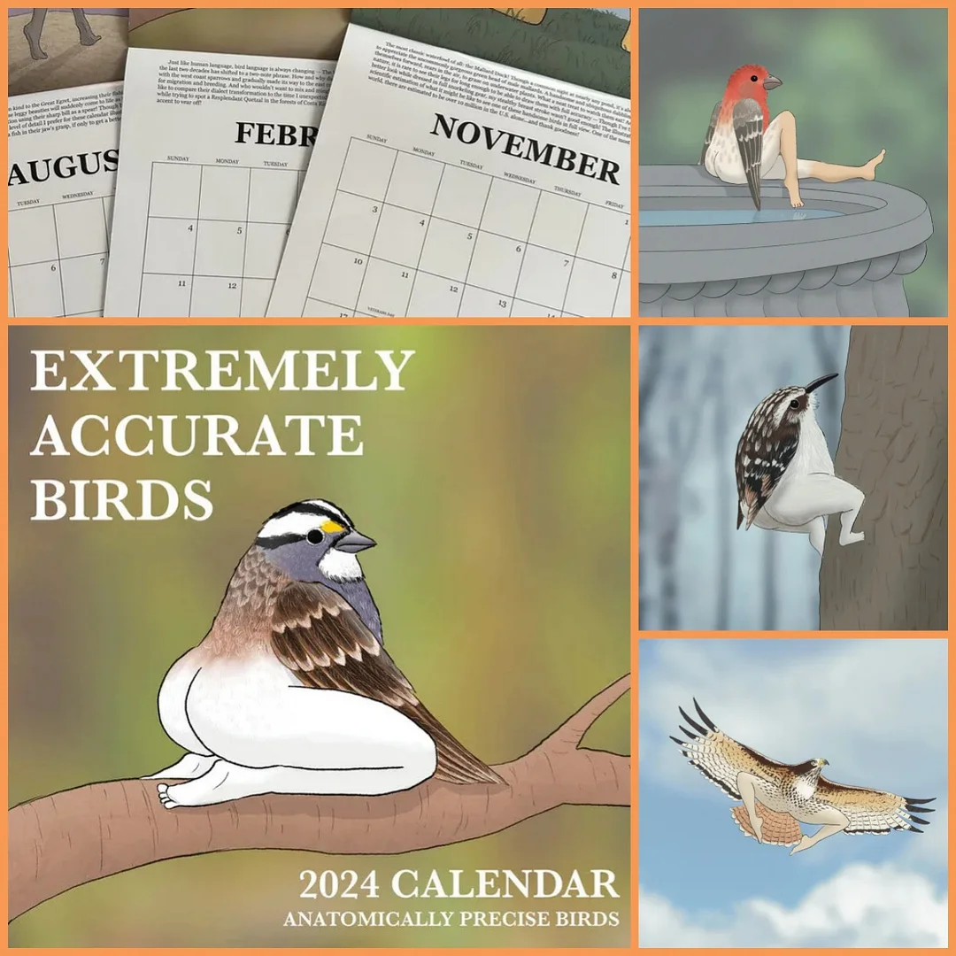 2024 Extremely Accurate Birds Calendar Decorative Wall