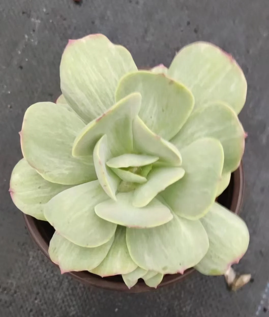 plant Aeonium Echeveria Haworthia  Caudex  Lithops Cactus  Agave 