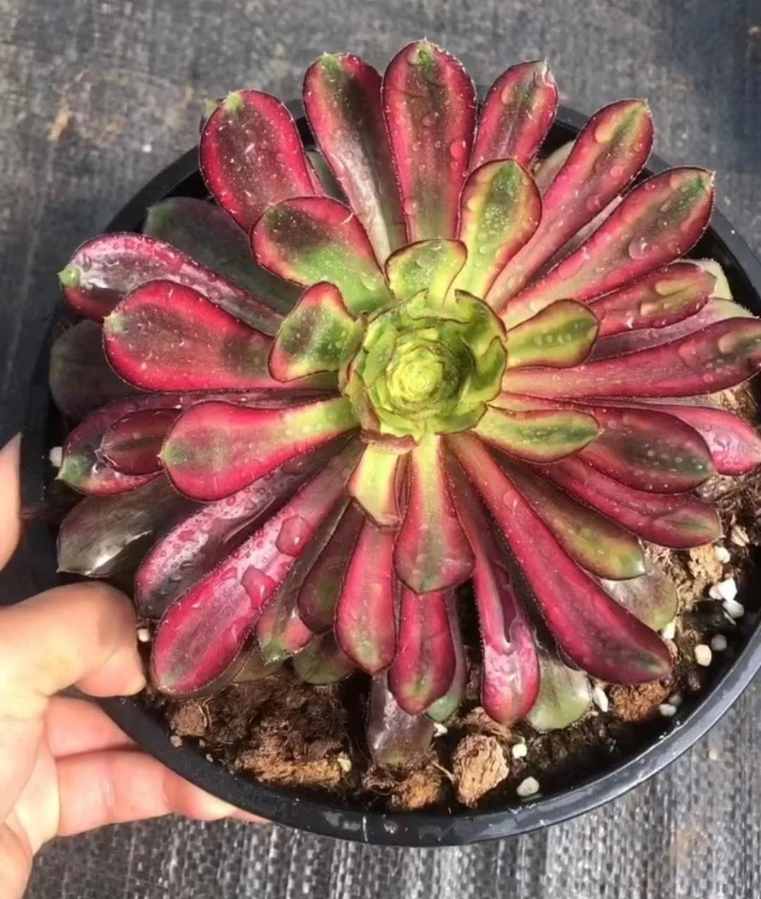235.  Rainbow brocade  single head and cutting/  Aeonium  / Succulent plants / Garden landscape / Carefully select healthy plants