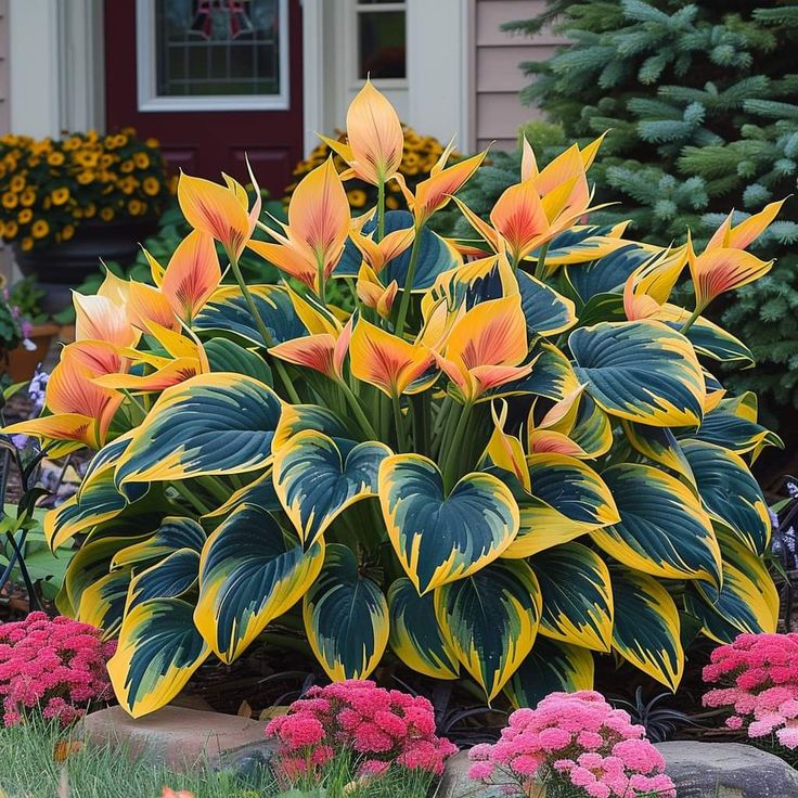 🌈RARE MULTI-COLORED HOSTAS SEEDS