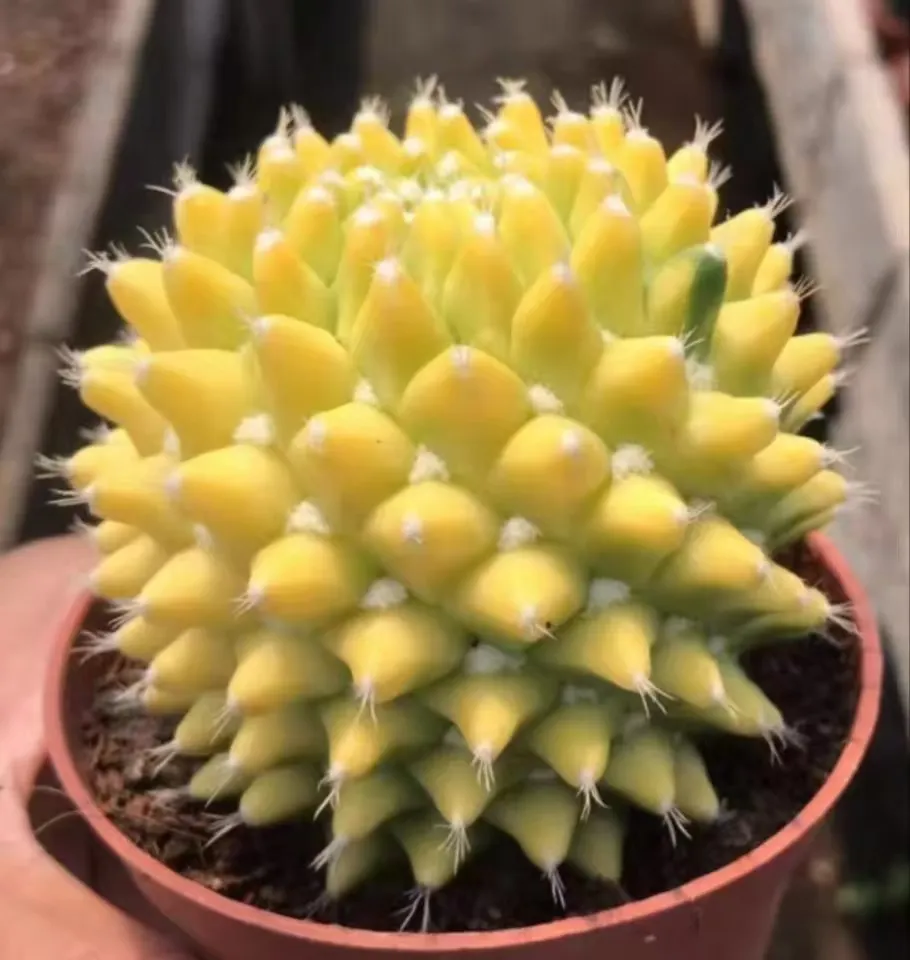 plant Aeonium Echeveria Haworthia  Caudex  Lithops Cactus  Agave 