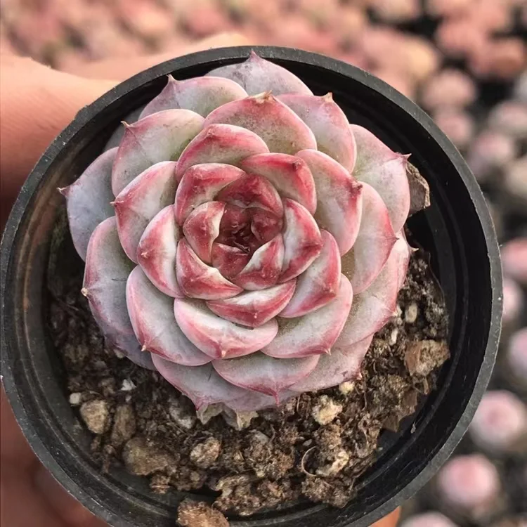 105. Velvet    single head and cluster / Echeveria  / Succulent plants / Garden landscape / Carefully select healthy plants