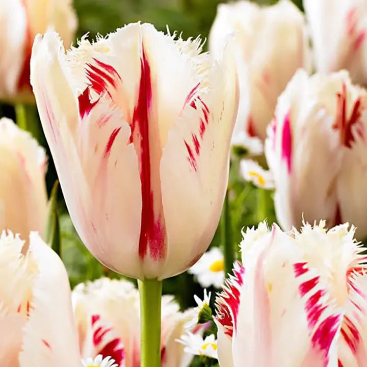 Bonsai Rare Color Tulip Seeds #5