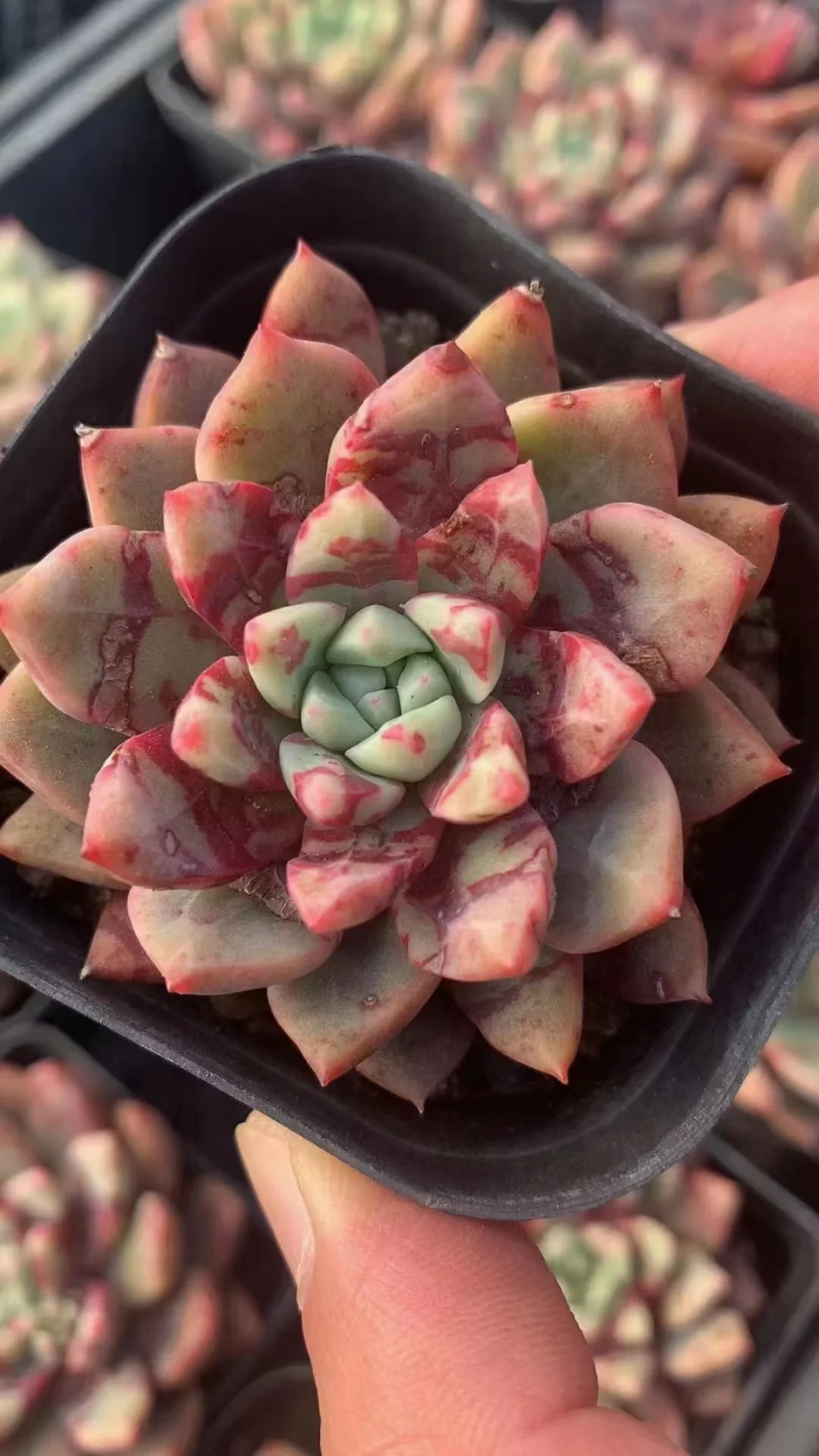 plant Aeonium Echeveria Haworthia  Caudex  Lithops Cactus  Agave 