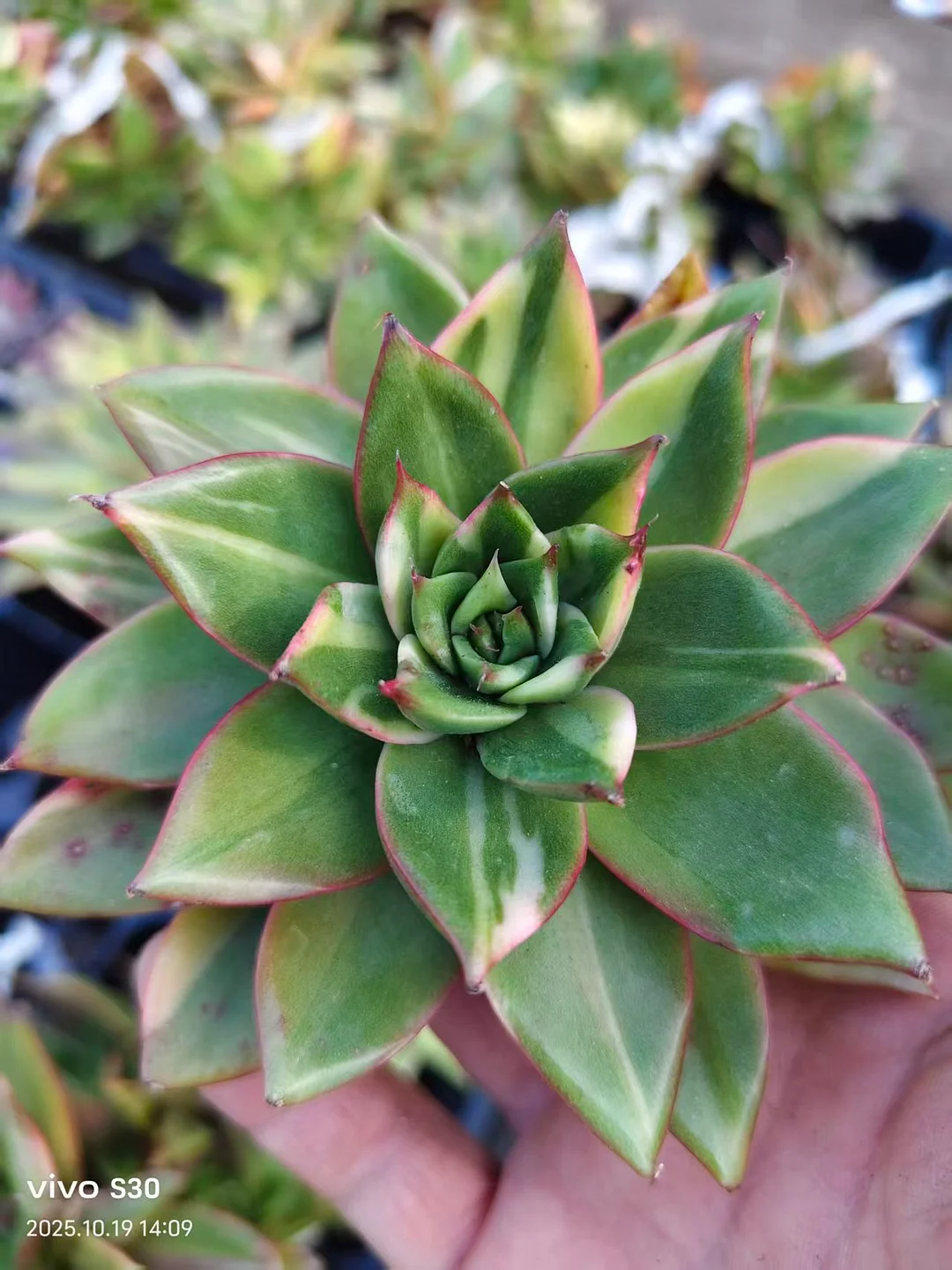 plant Aeonium Echeveria Haworthia  Caudex  Lithops Cactus  Agave 