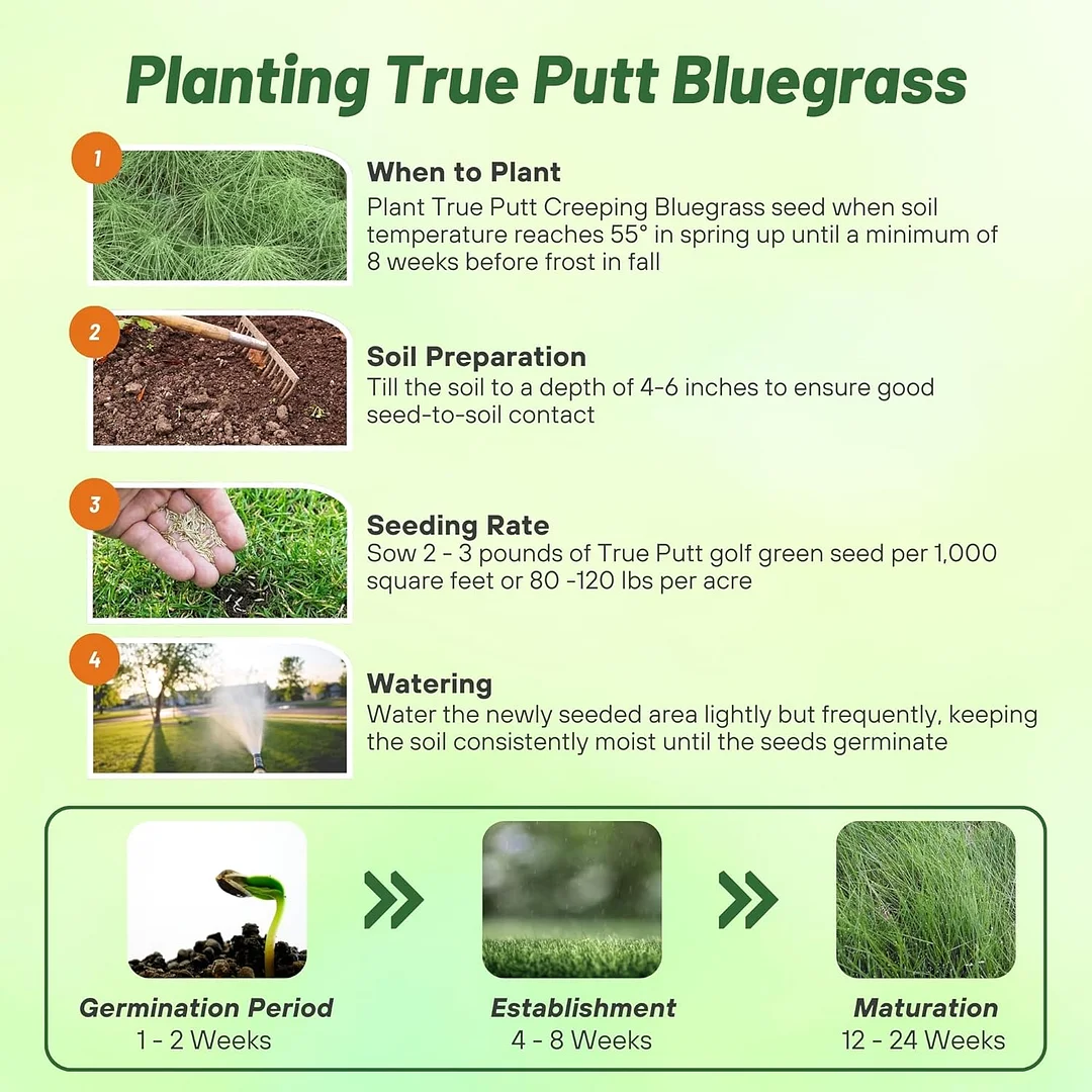 True Putt Creeping Bluegrass Seed
