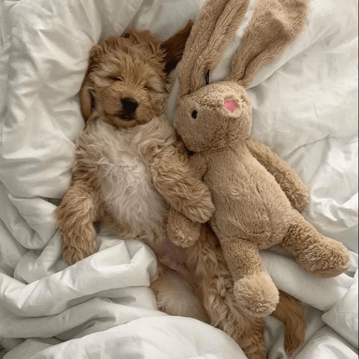 Realistic Baby Poodle Dog Angel