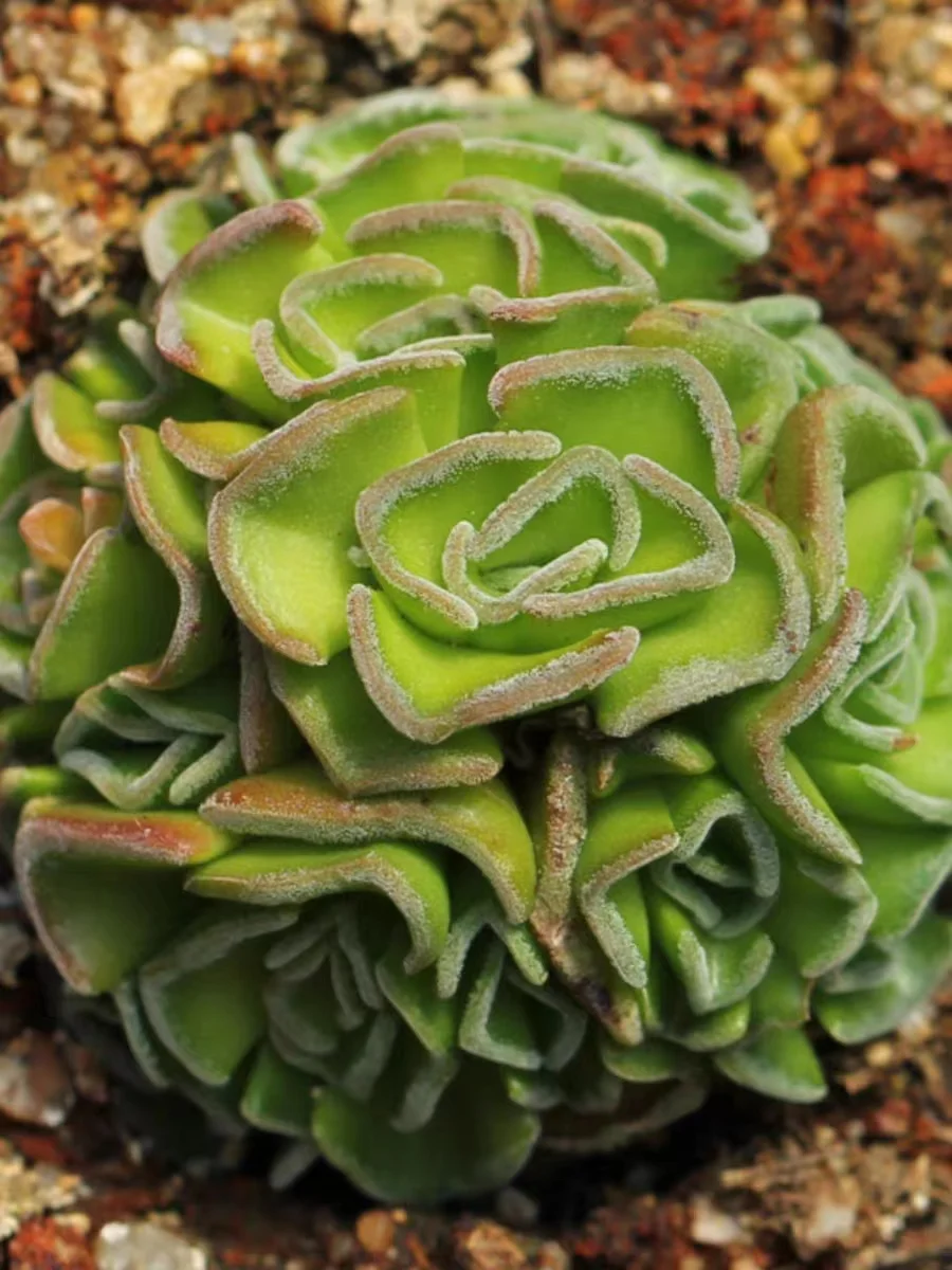 plant Aeonium Echeveria Haworthia  Caudex  Lithops Cactus  Agave 