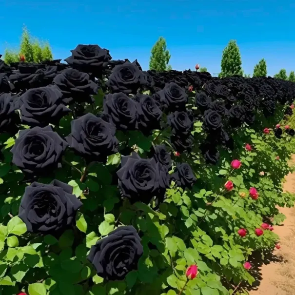 🌹Obsidian Noir Heirloom Rose Seeds