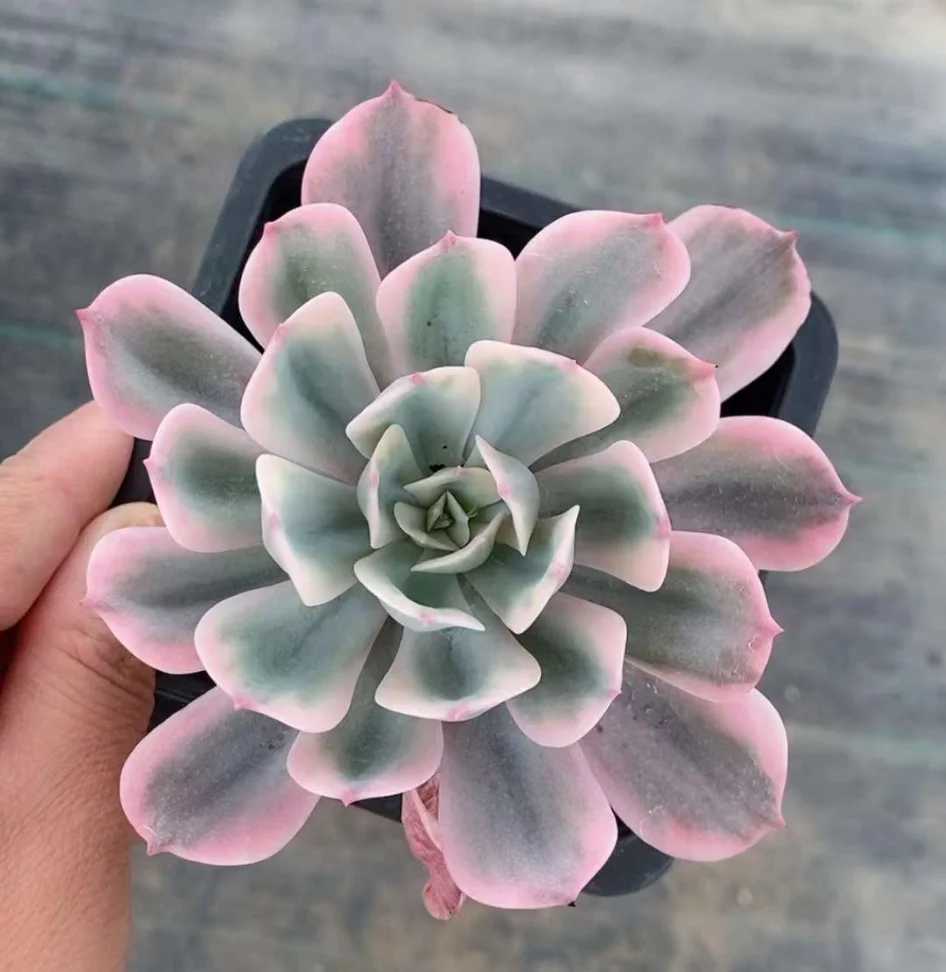 plant Aeonium Echeveria Haworthia  Caudex  Lithops Cactus  Agave 