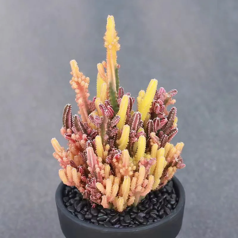 plant Aeonium Echeveria Haworthia  Caudex  Lithops Cactus  Agave 