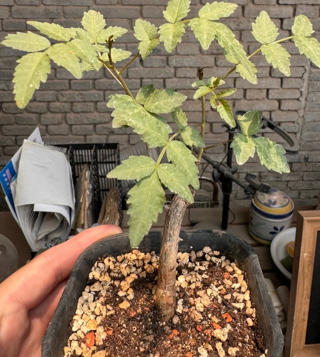 plant Aeonium Echeveria Haworthia  Caudex  Lithops Cactus  Agave 