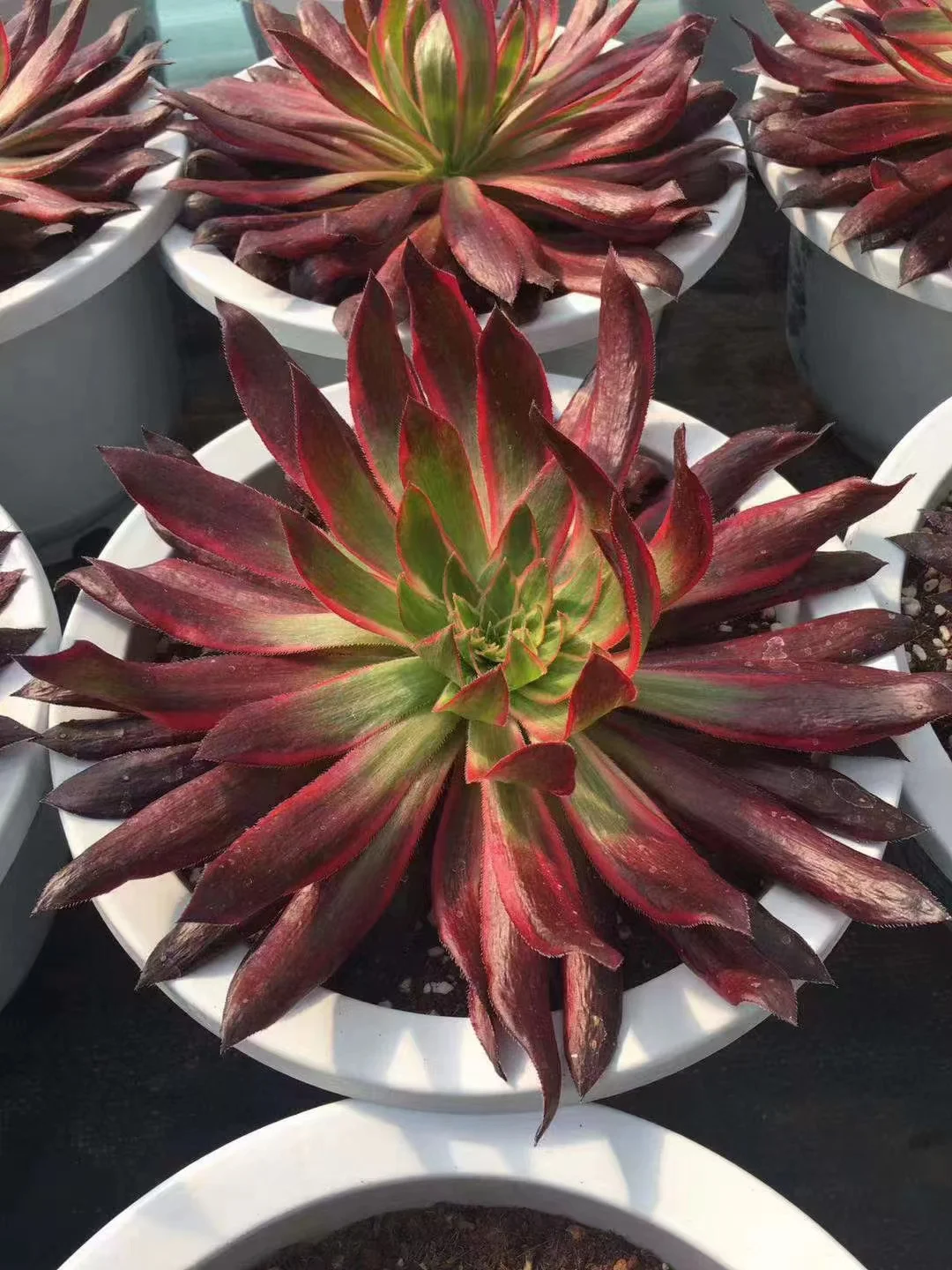 plant Aeonium Echeveria Haworthia  Caudex  Lithops Cactus  Agave 