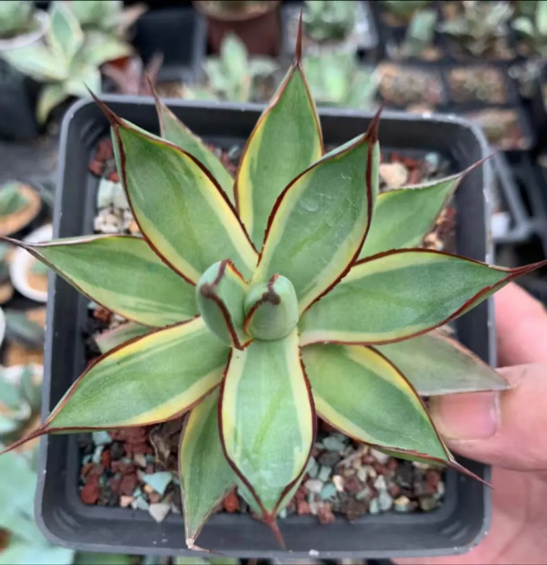 plant Aeonium Echeveria Haworthia  Caudex  Lithops Cactus  Agave 