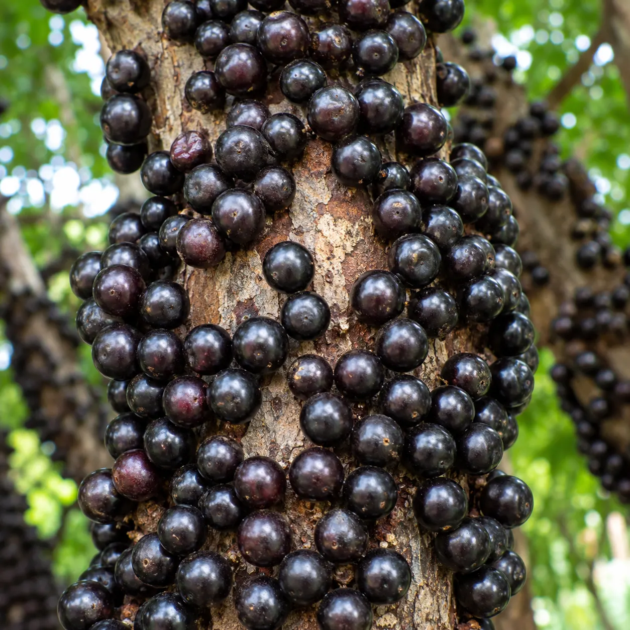 Live Jaboticaba Tree Starter – Exotic Brazilian Grape Fruit