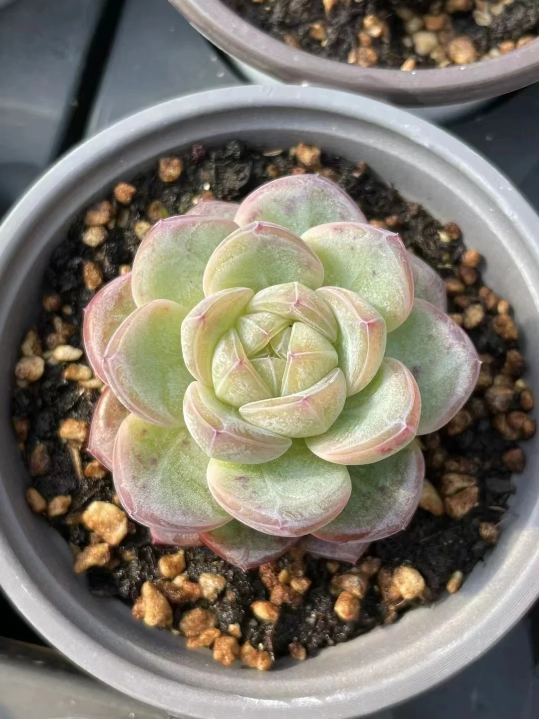 plant Aeonium Echeveria Haworthia  Caudex  Lithops Cactus  Agave 