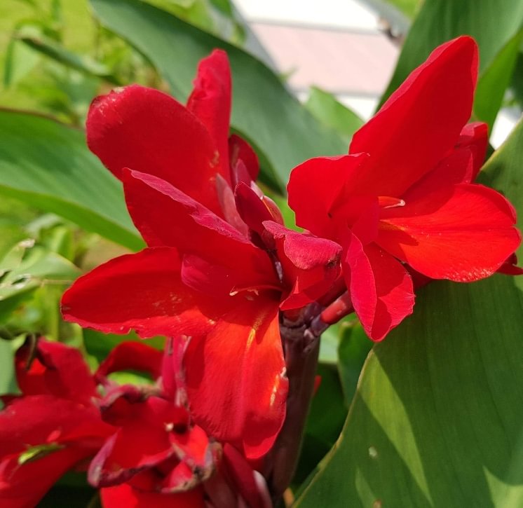 Canna Lily Seed