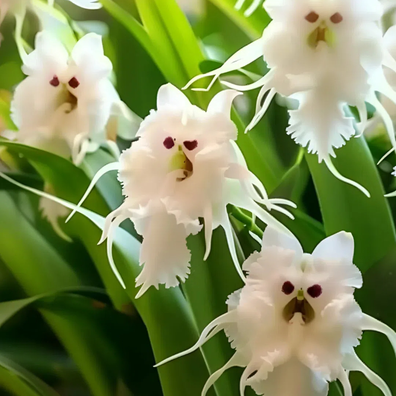 🦊Multicolor Cat Face Orchid Seeds