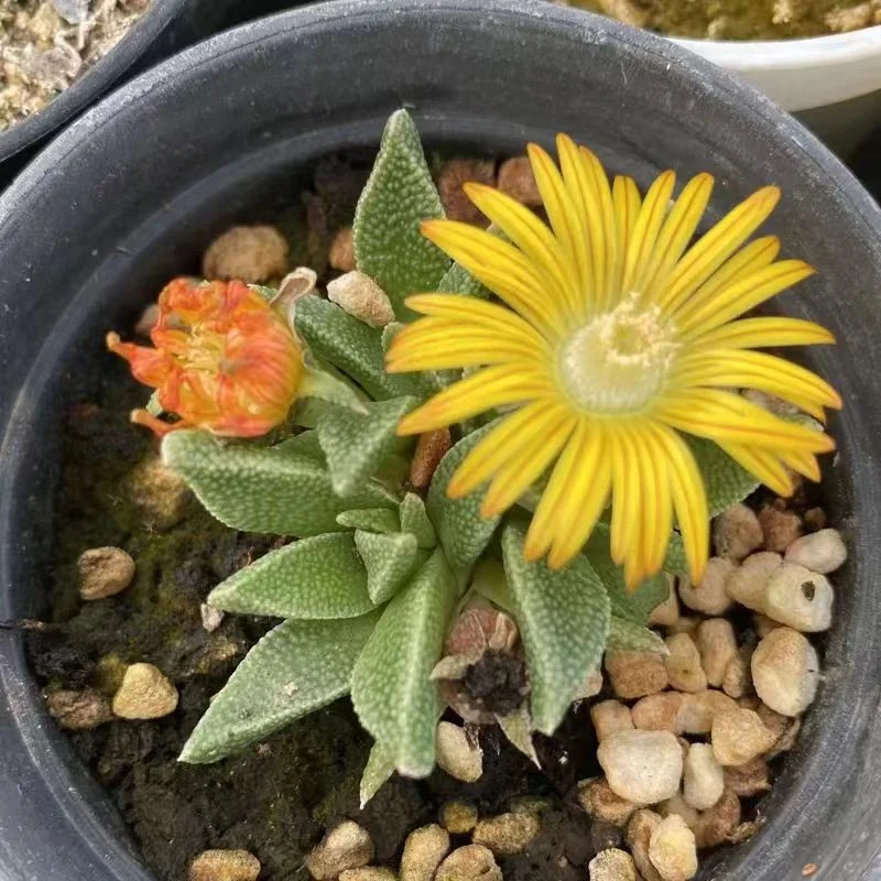 plant Aeonium Echeveria Haworthia  Caudex  Lithops Cactus  Agave 