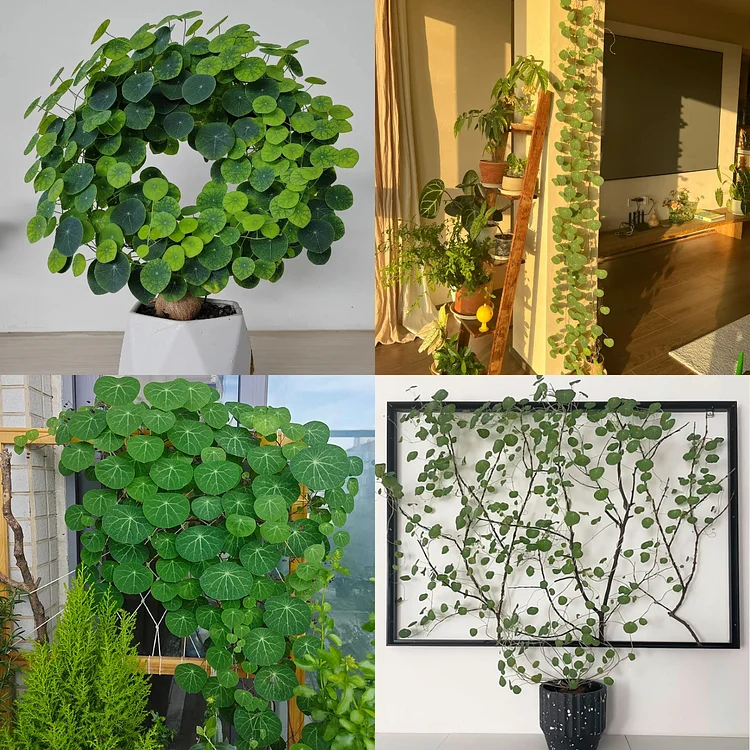 💰Stephania erecta: The Long-Lasting "Living Air Purifier" for Wealth and Harmony🌿