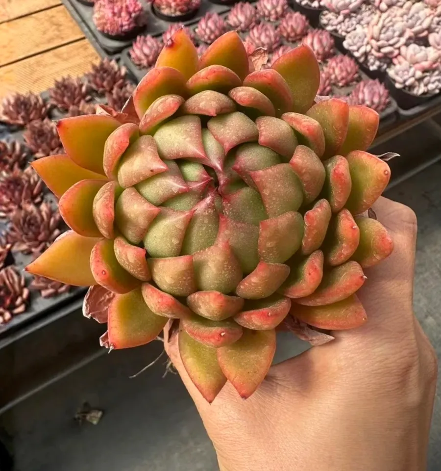 plant Aeonium Echeveria Haworthia  Caudex  Lithops Cactus  Agave 