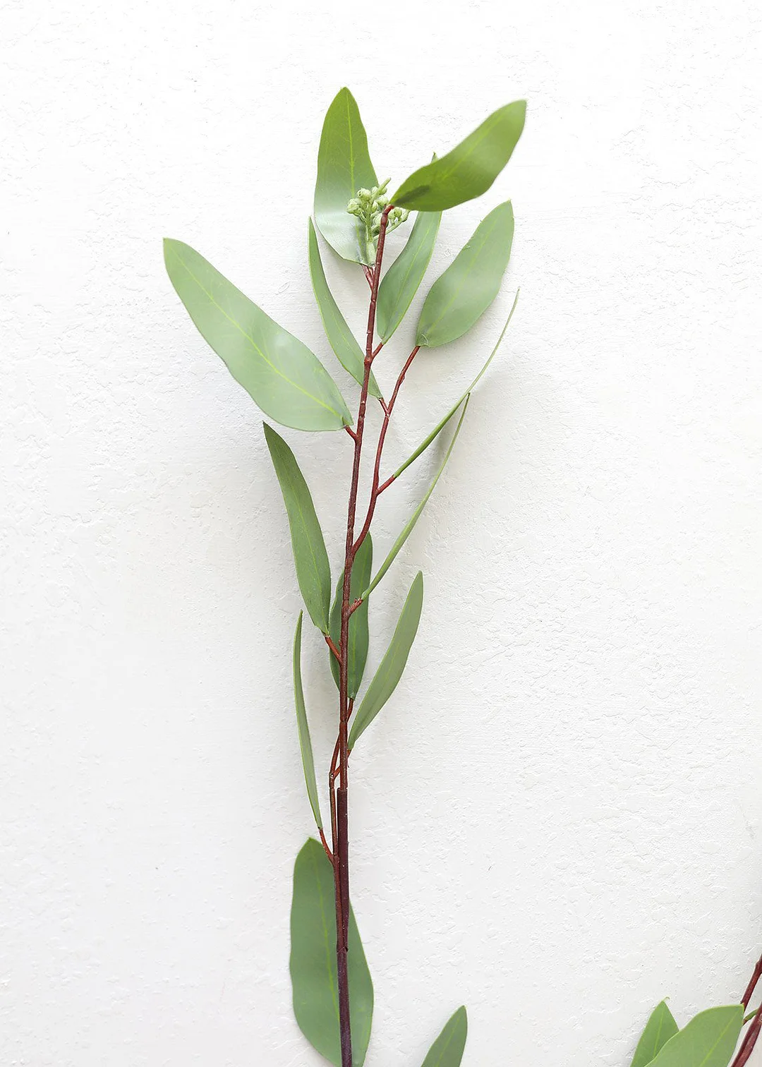 Real Touch Seeded Weeping Eucalyptus - 52"