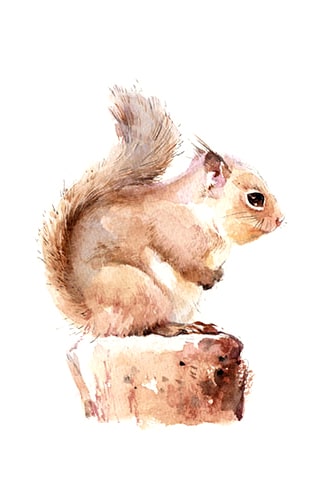 

Chipmunk Squirrel – Paint By Numbers - 40*50CM, 501 Original