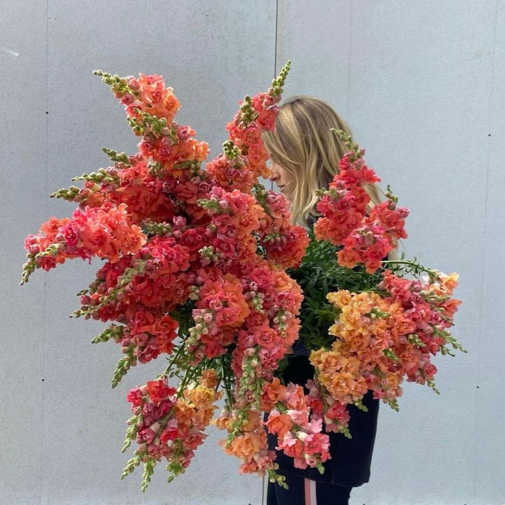 Snapdragon Madame Butterfly Bronze Flower | X 50 Seeds