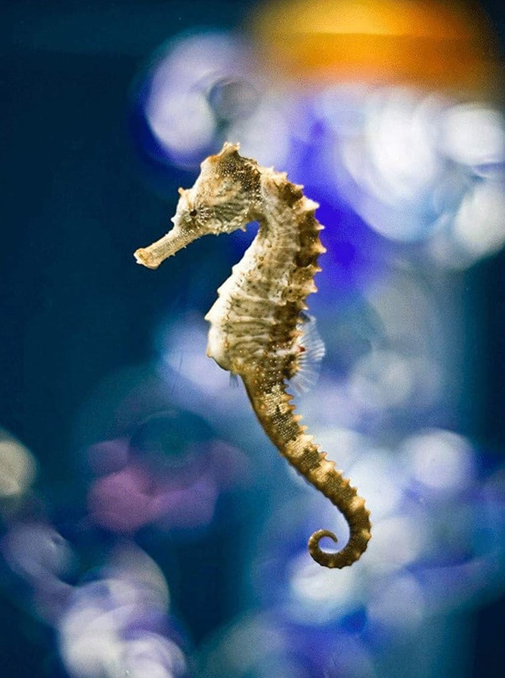 

Seahorses In The Ocean – Paint By Numbers - 40*50CM, 501 Original