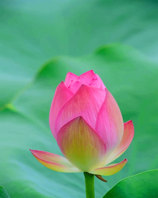 

Beautiful Pink Tulip – Paint By Numbers - 40*50CM, 501 Original