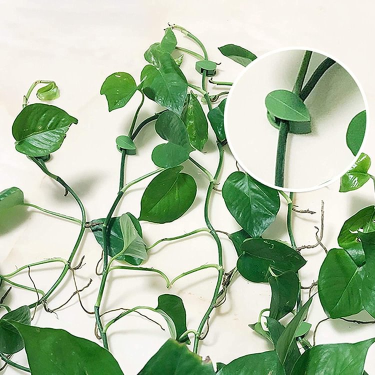 Plant climbing wall clip