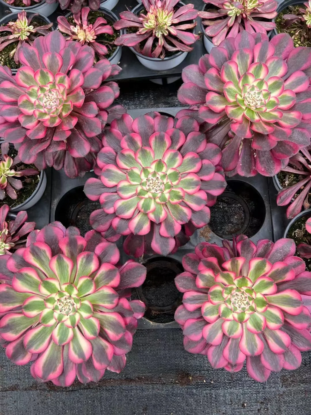 plant Aeonium Echeveria Haworthia  Caudex  Lithops Cactus  Agave 