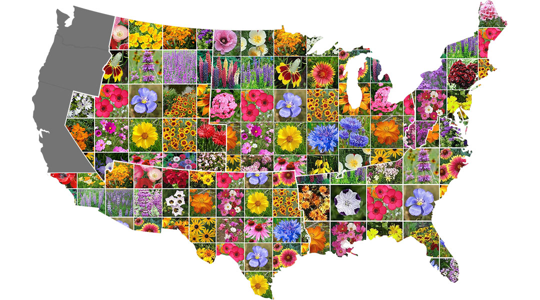 Aww Garden Wildflower Planting Guide