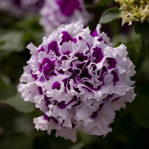 Purple Pirouette Petunia