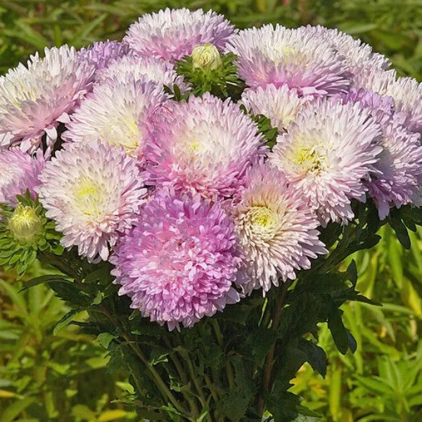 Pink White Aster 50 Seeds