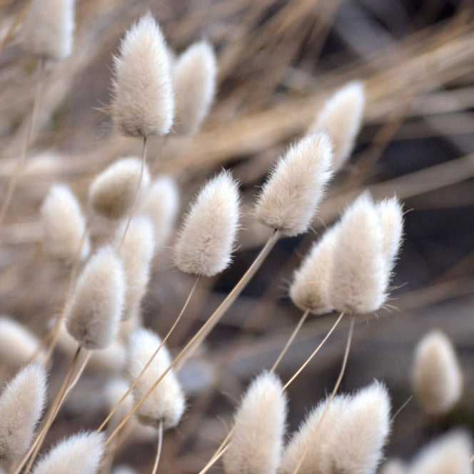 Bunny Tail Grass Lagurus ovatus | X 100 Seeds