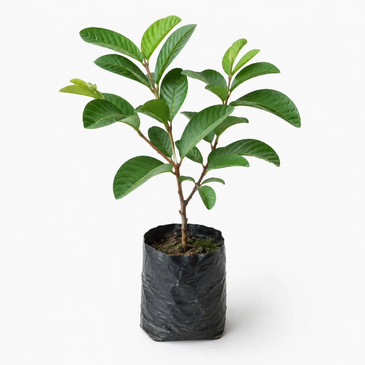 Live Pink Guava Tree Starter – Tropical Fruit Sapling