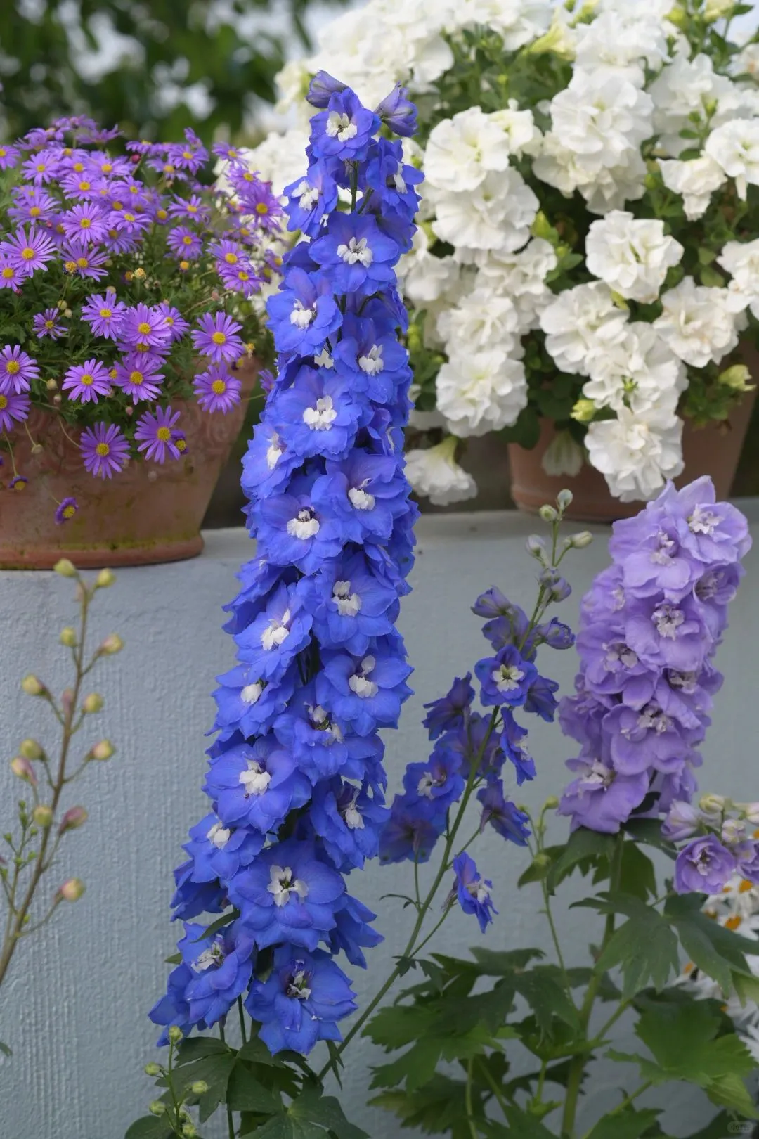 Delphinium Seeds-Mixed 7 Colors