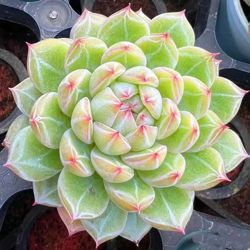 plant Aeonium Echeveria Haworthia  Caudex  Lithops Cactus  Agave 