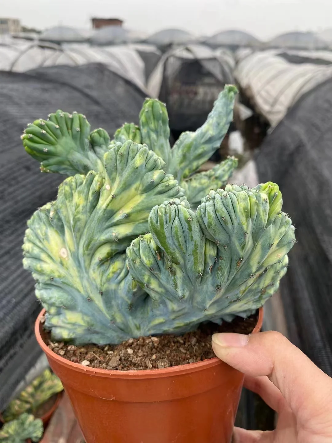 plant Aeonium Echeveria Haworthia  Caudex  Lithops Cactus  Agave 