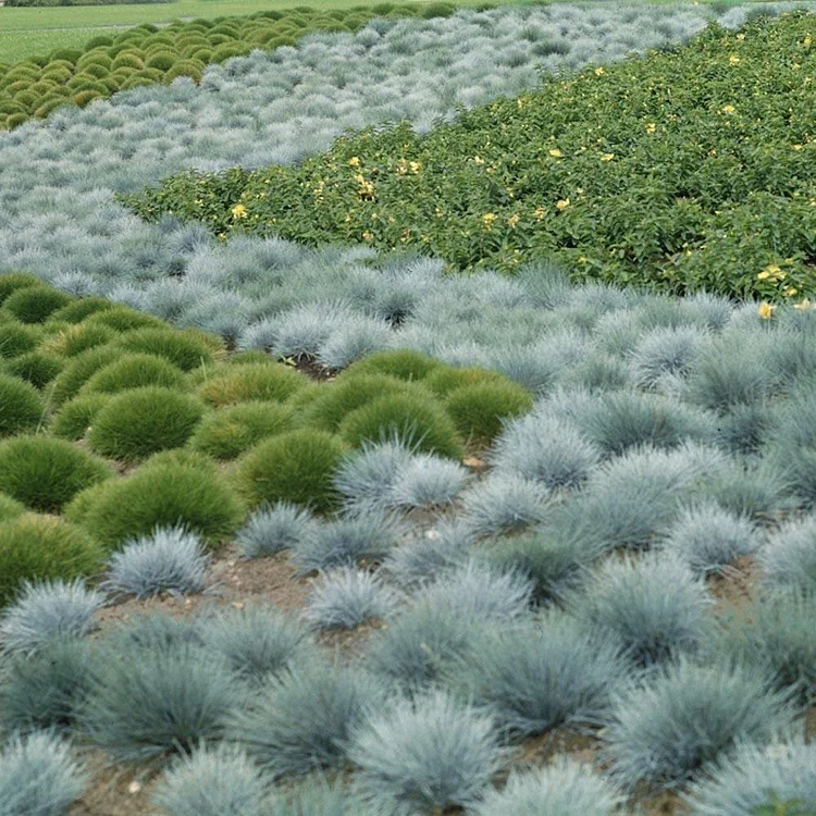 Blue Fescue Seeds