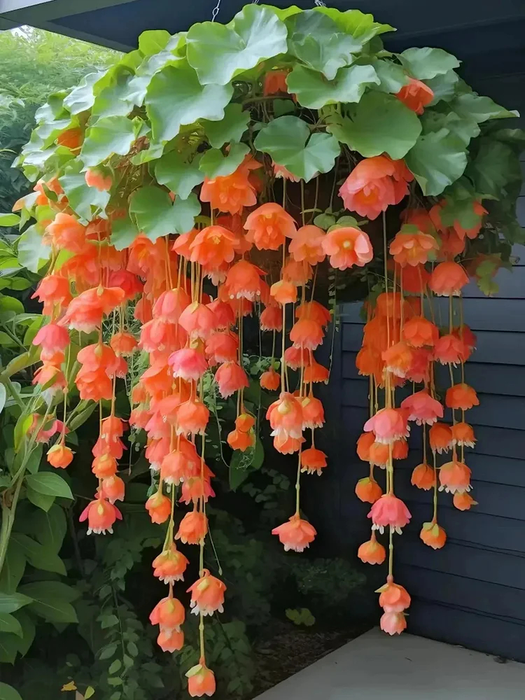 Weeping Begonia Seeds-Malus halliana