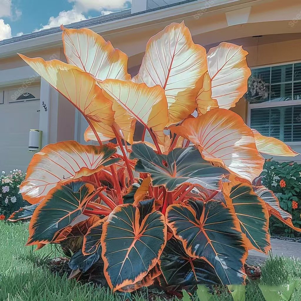 🎁2025 Special Offer🌿 Fire & Ice Rare Hosta Flower Seeds